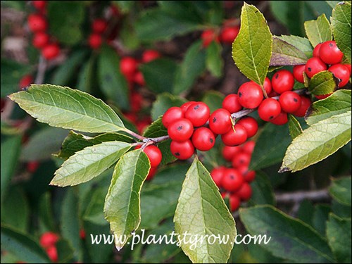 Winterberry (Ilex verticillata)